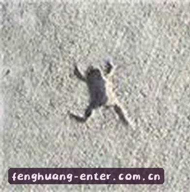 赵哥